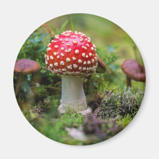 Herbstschönheit Magnet (Vorne)