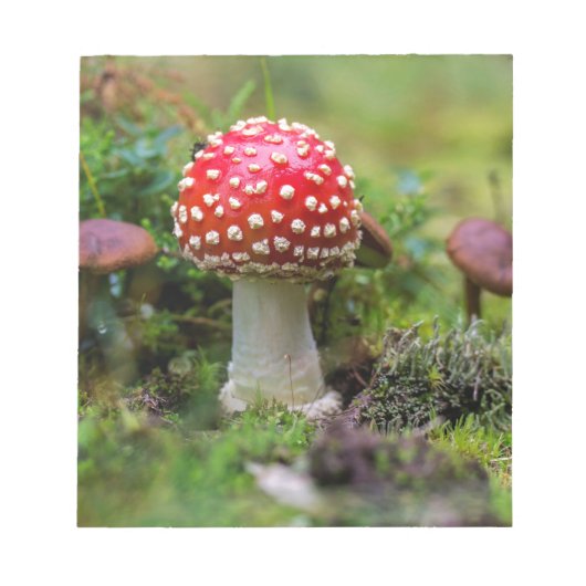 Herbstschönheit Notizblock (Vorderseite)