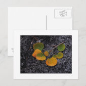 "HerbstShades" Postkarte (Vorne/Hinten)
