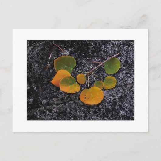 "HerbstShades" Postkarte (Vorderseite)
