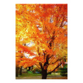Herbstsilber Ahornbaum Foto Print Poster (Vorne)