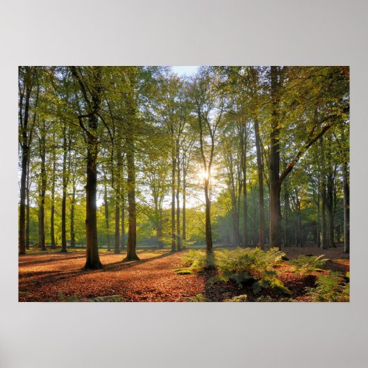 Herbstsonne im Wald Poster (Vorne)