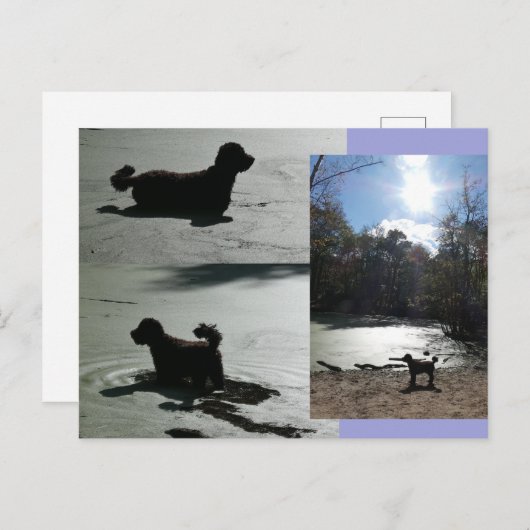 Herbstsonne mit Hund im Wasser DIY Postkarte (Vorne/Hinten)