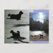 Herbstsonne mit Hund im Wasser DIY Postkarte (Vorderseite)