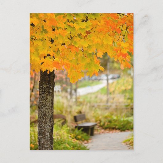 Herbstszene Postkarte (Vorderseite)