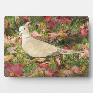 Herbsttaube Fotoplatte