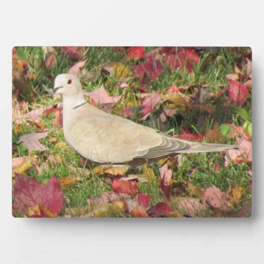 Herbsttaube Fotoplatte (Vorderseite)