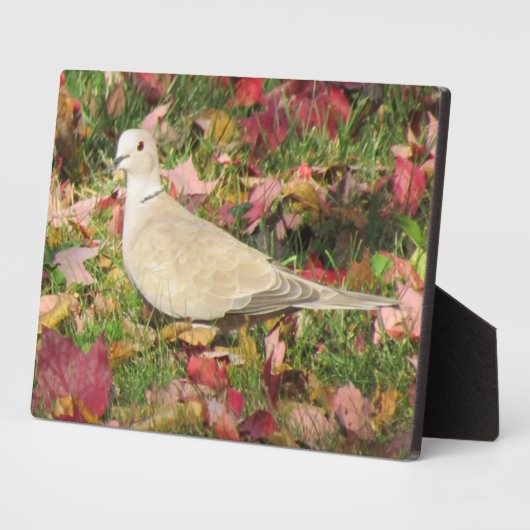 Herbsttaube Fotoplatte (Seite)