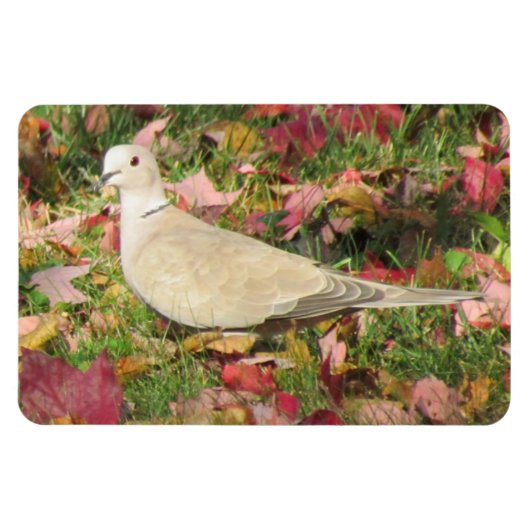 Herbsttaube Magnet (Horizontal)