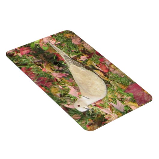 Herbsttaube Magnet (Rechte Seite)