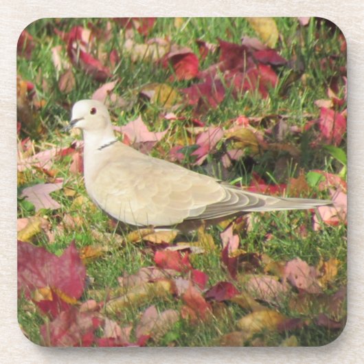 Herbsttaube Untersetzer (Vorderseite)