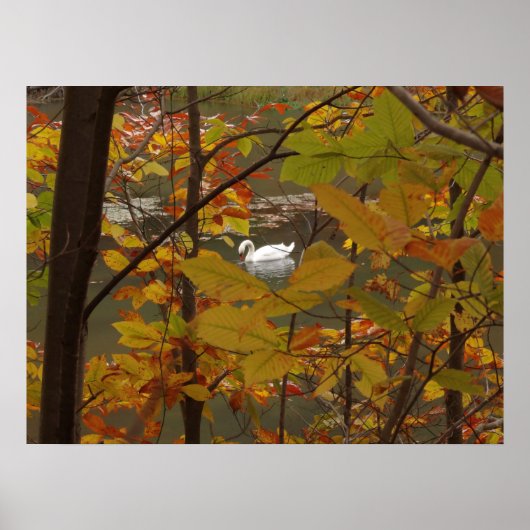Herbstteich mit Schwan Poster (Vorne)
