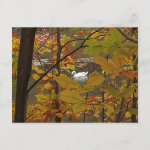 Herbstteich mit Schwan Postkarte