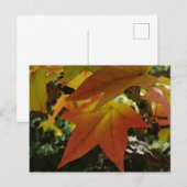 Herbsttöne Postkarte (Vorne/Hinten)