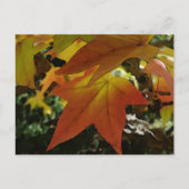 Herbsttöne Postkarte (Vorderseite)