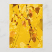 Herbstunterschiede 3 postkarte (Vorderseite)