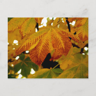 Herbstunterschiede II Postkarte