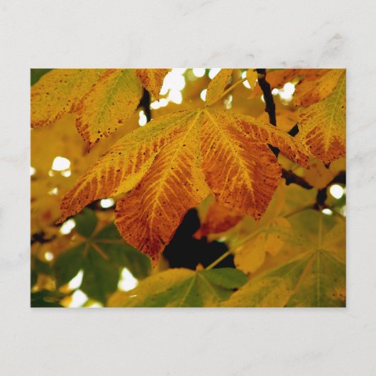 Herbstunterschiede II Postkarte (Vorderseite)