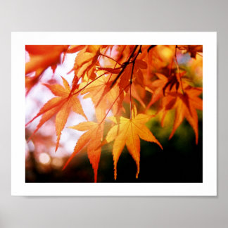 Herbstunterschiede im japanischen Holz Poster