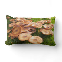 Herbstvorsprung Pilzkolonien auf dem Rasen