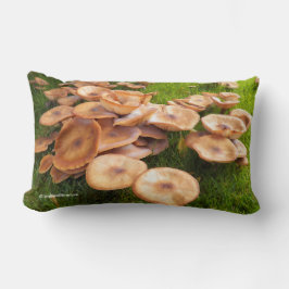 Herbstvorsprung Pilzkolonien auf dem Rasen Lendenkissen