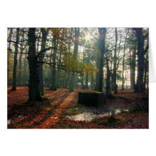 Herbstwald
