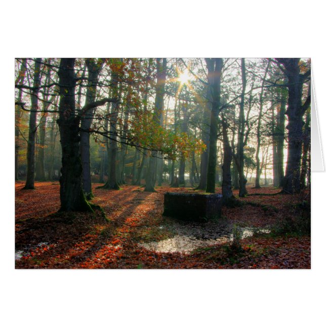 Herbstwald (Vorderseite (Horizontal))