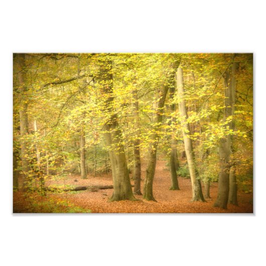 Herbstwald (4364) fotodruck (Vorne)