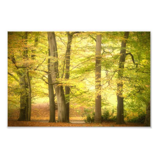 Herbstwald (4391) fotodruck (Vorne)