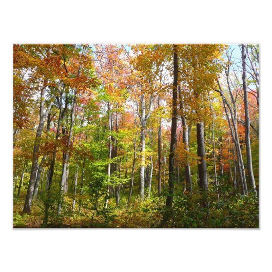 Herbstwald I Herbstlandschaftsfotografie Fotodruck (Vorne)