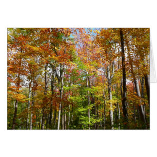 Herbstwald II Herbstlandschaftsfotografie