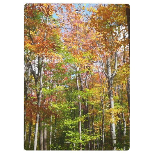 Herbstwald II Herbstlandschaftsfotografie Klemmbrett (Rückseite)