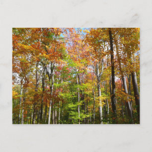 Herbstwald II Herbstlandschaftsfotografie Postkarte