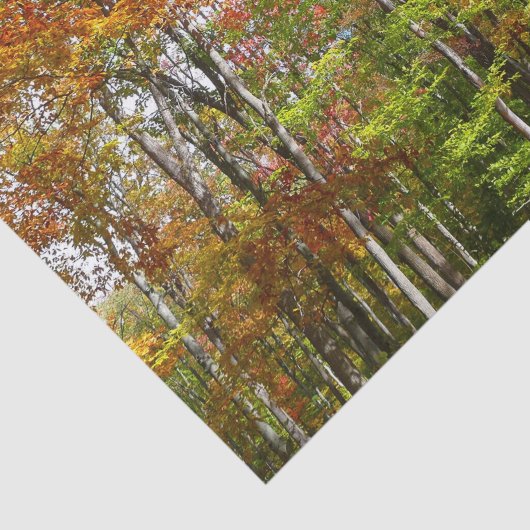 Herbstwald II Herbstlandschaftsfotografie Seidenpapier (Ausschnitt)