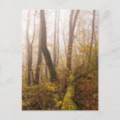 Herbstwald in Nebelatmosphäre Postkarte (Vorderseite)