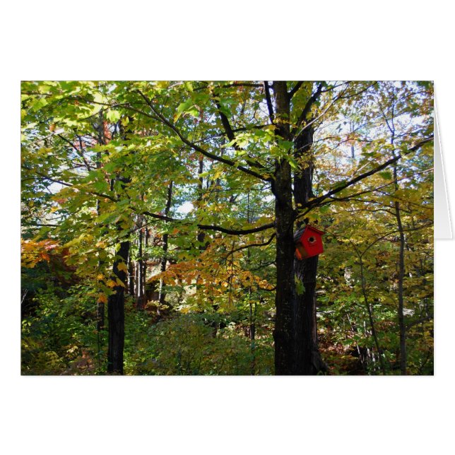 Herbstwald in Nord-Orntario (Vorderseite (Horizontal))