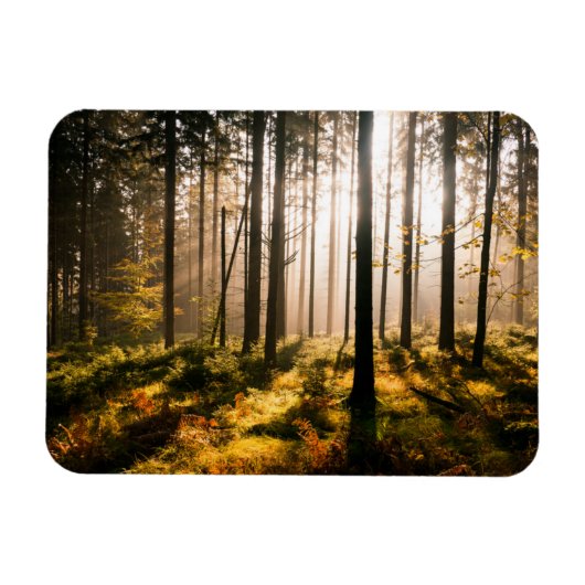 Herbstwald mit Sonnenstrahlen Magnet (Horizontal)
