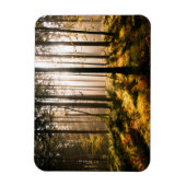 Herbstwald mit Sonnenstrahlen Magnet (Vertikal)