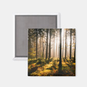 Herbstwald mit Sonnenstrahlen Magnet (Vorderseite/Rückseite)