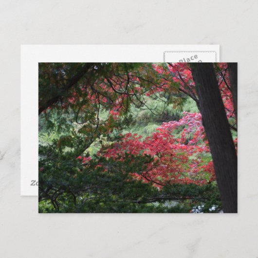 Herbstwald Postkarte (Vorne/Hinten)