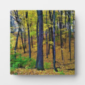 Herbstwald, Westbend, Wisconsin Fotoplatte (Vorderseite)