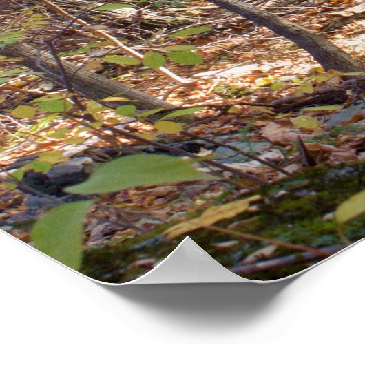 Herbstwälder Poster (Ecke)