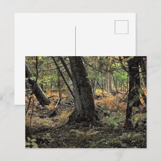 Herbstwaldszene Postkarte (Vorne/Hinten)