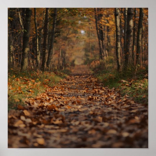 Herbstwaldweg Poster (Vorne)