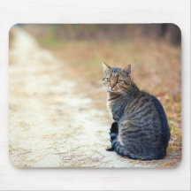 Herbstweg Tabby