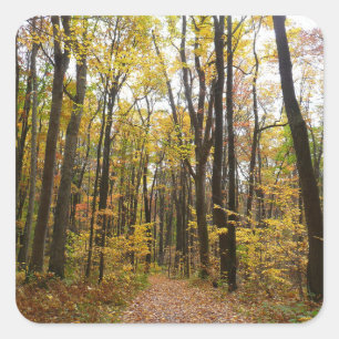 Herbstweg und goldene Blätter im Laurel Hill Park Quadratischer Aufkleber