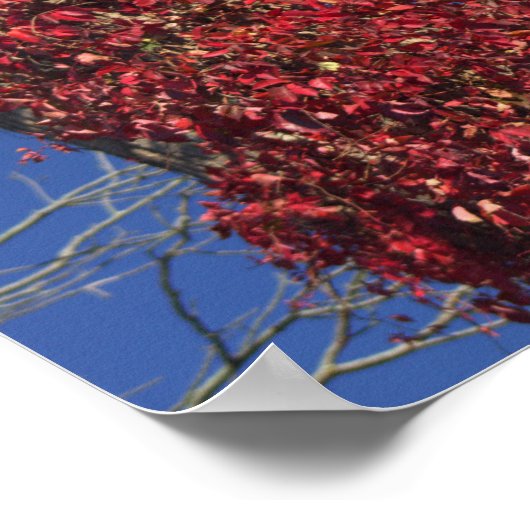 Herbstweine auf Baumplakat Poster (Ecke)