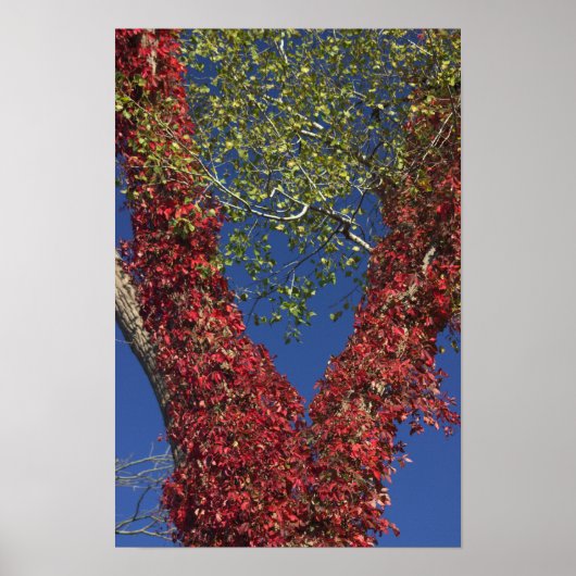 Herbstweine auf Baumplakat Poster (Vorne)