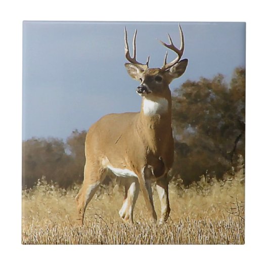 Herbstwhitetail-Dollar Fliese (Vorderseite)