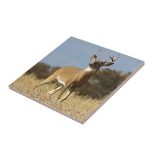 Herbstwhitetail-Dollar Fliese